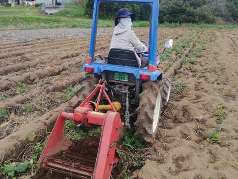 【自宅用】 里山ファームの紅はるか Mサイズ（200g〜350g） ５ｋｇ