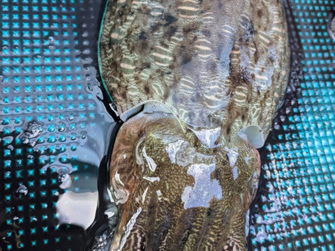 一本釣り　大型　活　モンゴウイカ　活〆冷凍　1.4k（一杯）