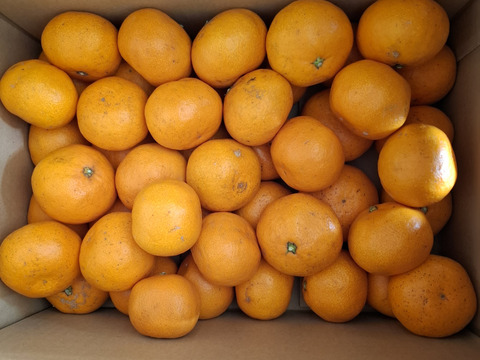 食べたらやみつき！【絶品】　糖度15度以上『興津早生みかん』　5kg