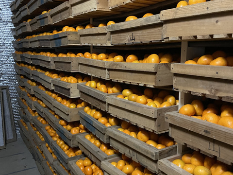 糖度10度以上！青秀約2.5キロ箱込み 寿太郎みかん みかん 西浦みかん