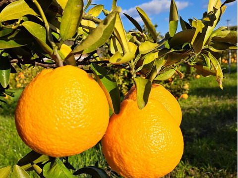 有機JAS認定！　愛媛県が誇る『しまなみ潮風柑橘』シリーズ　伊予柑　(ご家庭用・５㎏箱込み)