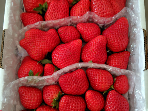 🍓園主おまかせ🐝　＊。+・ミックスボックス・+。＊約７００ｇ【食べ比べ】