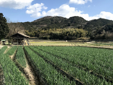 【今だけ！数量限定】大人気♪グリーンボール２玉と特別栽培淡路島玉ねぎ5キロ