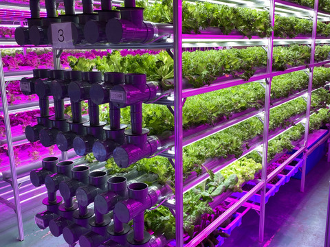 植物工場で栽培したフリルレタス！500g入り！（月木収穫してます！月木のAM発注なら即日出荷可能！！）