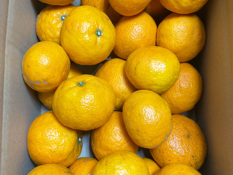 【愛媛県中島産】味濃厚なカラマンダリン　サイズ混合5kg
