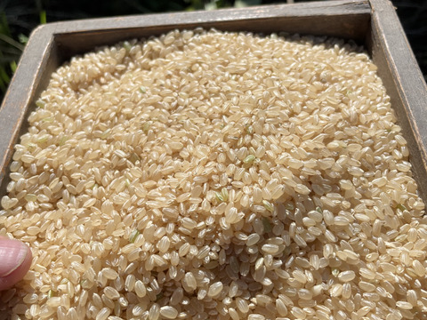 令和5年度産玄米♪ツヤツヤ粒立ち最高！農薬化学肥料不使用！佐賀県産夢しずく5kg