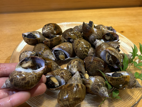 【高級貝！】冷凍黒バイ貝！500g×2袋/下処理済み