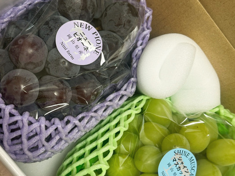 【葡萄好き園主がおすすめ】こだわり栽培のニューピオーネ&シャインマスカット(約1.0kg) 優品ランク 岡山県産(熨斗対応可) 【夏ギフト】