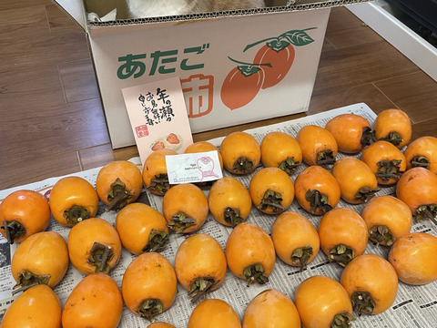 干し柿用 渋柿 あたご柿  愛宕柿 箱込み10Kg (1個230g前後）