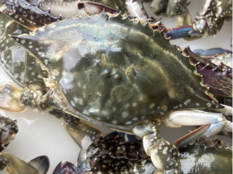 【浜名湖産】茹で湖宝蟹(本渡り蟹)１杯約200～500ℊ詰め合わせて1kg