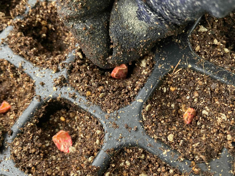 ★限定100本★  4代続く農家が栽培　生でもおいしい「山城のとうもろこし」　4～6本