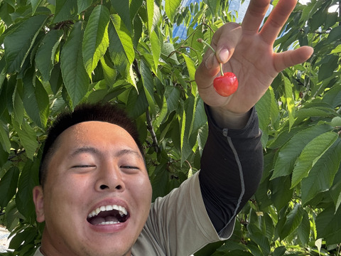さくらんぼ　佐藤錦 (1kg)　6月中旬から発送予定