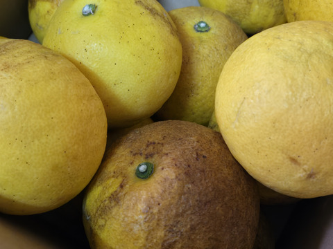 ★訳あり柑橘　完全自然栽培品　文旦　20個～ 5k～