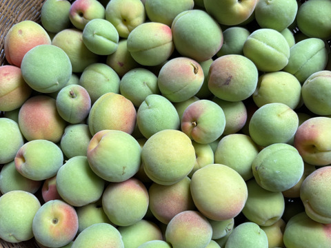 梅干し用　梅　２キロ　甘い香り♪ 産地直送