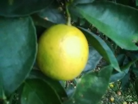 樹の上で色づいた　イエローライム　２ｋｇ