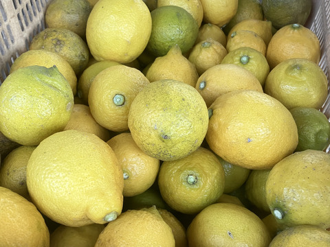 【柑橘王国愛媛県砥部町産　農薬、化学肥料、除草剤不使用レモン】1kg(ご家庭用)