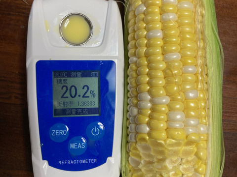 【一日3箱限定】糖度20度越え！ 驚きのフルーツコーン『しあわせコーン』 6本セット