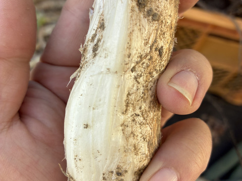 【大容量】ネギの殿様！　固定種ネギ『下仁田ネギ』(40本)　Mサイズ