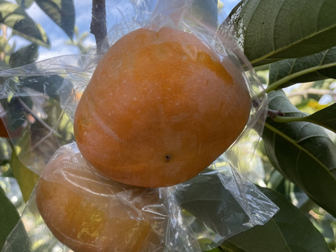 【20箱限定】和歌山の紀の川柿(約2kg家庭用6〜8玉