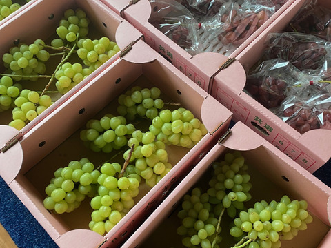 特別栽培ぶどうシャインマスカット♡山形県産ぶどう♡