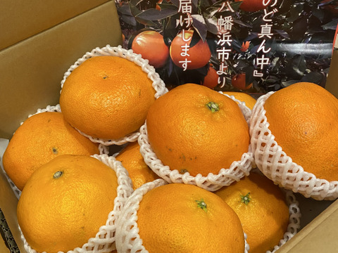 秀品】甘平 4.5kg ギッシリ果肉のシャキシャキ食感♡愛媛限定 秀品】甘平 4.5kg ギッシリ果肉のシャキシャキ食感♡愛媛限定