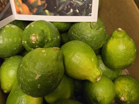 【皮が薄くて種がない】レモン 5kg【防腐剤・ワックス不使用】璃の香（家庭用) 国産レモン