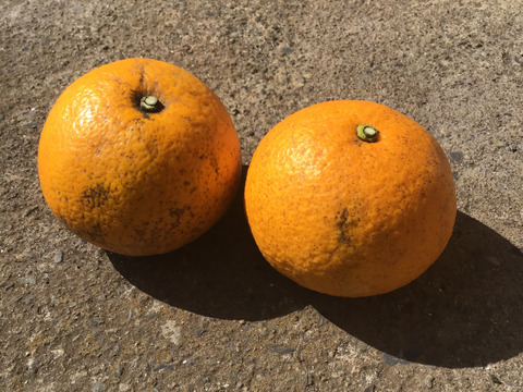 【爽やかな味わい】農薬不使用　赤い八朔です紅八朔　2キロ