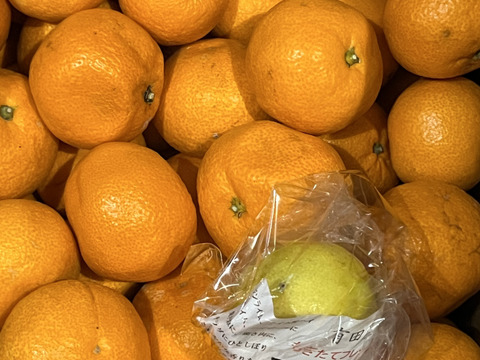 蔵で少しねんねしてもらった　向山中生みかん　１．２級こみこみ　9ｋｇ