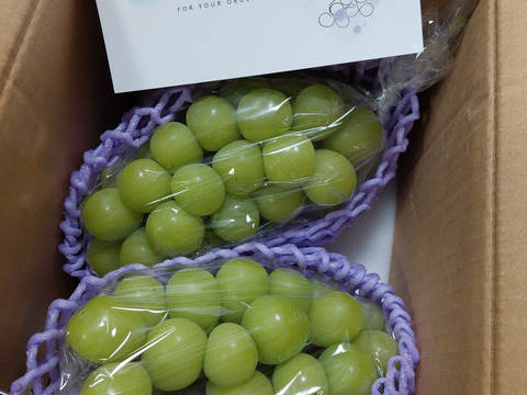 🟢再販🟢人気NO.1商品！！2025年★1.1〜1.2㎏ 2房★種なしシャインマスカット★朝どれ　９月上旬より順次発送！生産量日本一の山梨県産★通常配送　沖縄県 北海道注文不可