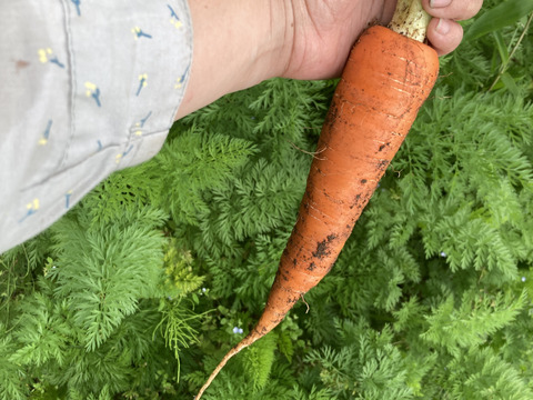 農薬・化学肥料不使用　人参　箱込２kg