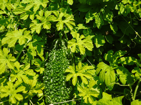 秋の自然栽培野菜LLセット7種類〜《12月、自然栽培野菜5.5kg前後80サイズ》朝採りで超新鮮［季節の固定種在来種専門農家だからできる］淡路島から初収穫固定種人参いり
