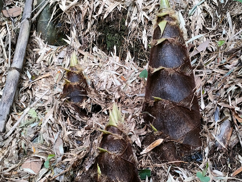 春の味覚　たけのこ！！浅堀り　柔らかくえぐ味少ない　その日に発送　神奈川県産　４キロ〜５キロ（シーズン終盤のため増量致しています）