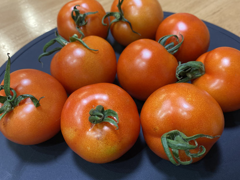 【増量】甘味と旨みが際立つ贅沢京都産ミディトマト（フルティカ）　２kg（２0玉前後）