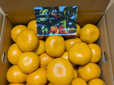 家庭用　大玉 　約１０キロ！【和歌山　有田みかん】予定受付スタート！早生みかん　和歌山