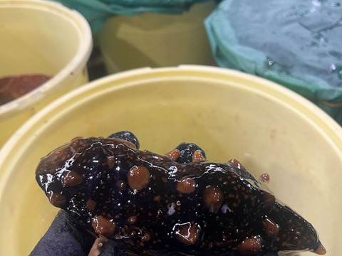 【期間限定】青森県佐井村　津軽海峡産　黒ナマコ(小)　約500ｇ