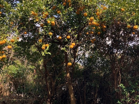 自然栽培　夏みかん　樹齢50年以上の木