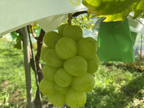 特別栽培ぶどう雄宝♡山形県産♡上品な甘さをお届け♡