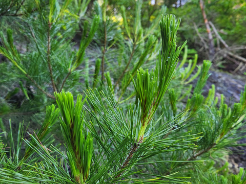 ★天然　希少　松の葉　松葉　新芽　（小）　300g　赤松　四国産　最短発送　クール便専用箱