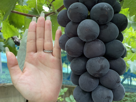 【9月発送！予約販売！朝採れ新鮮】山梨県産種無し藤稔約1Kg(2房)