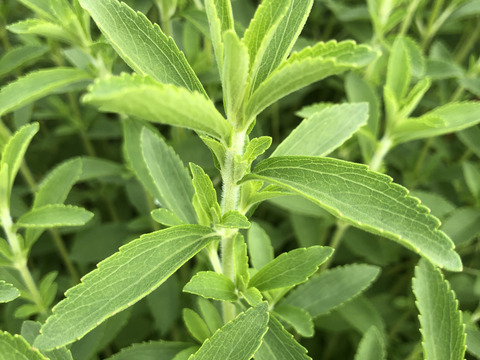期間限定！天然甘味料　フレッシュステビア　Fresh Stevia Leaves