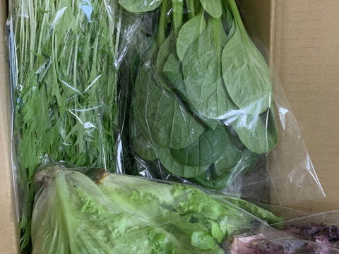 寒暖差が美味しさの秘訣！高原野菜セット【S: 少量をご希望の方に】