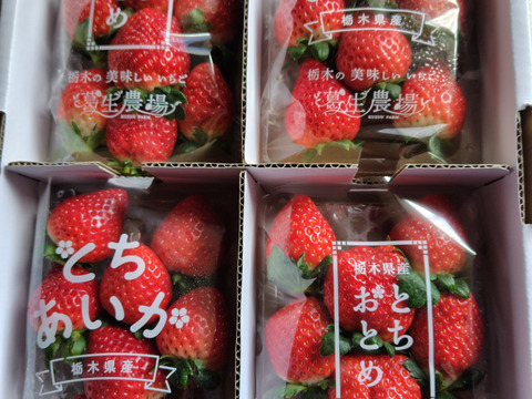 【新旧対決？】とちぎのいちご『とちあいか』・『とちおとめ』2種食べ比べセット（4パック）（260ｇ×4パック）【いちご食べ比べ】「熨斗対応可」