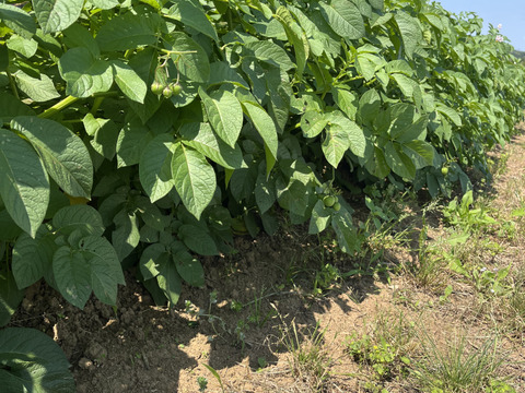 旬の新じゃが！「キタアカリ」【農薬・化学肥料・除草剤不使用】（5kg）