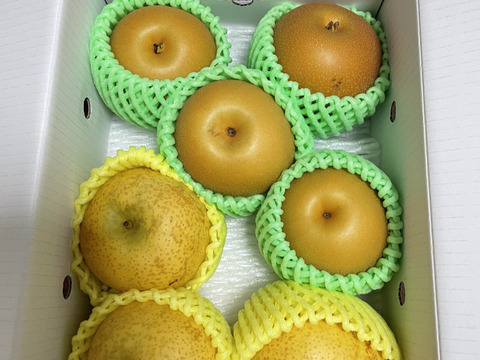 まるせい果樹園の梨【おまかせ】2kg箱　(5～12玉入り)　n1