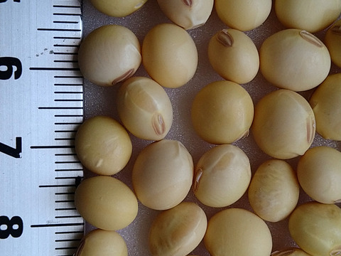 希少な完全自然栽培大豆１キロ　化学肥料も動物由来肥料不使用、農薬除草剤不使用でも、美味しい大豆を育てたいと研究中です。厳しい暑さの中でも、収穫量はわずかですが、土の中の微生物の力を借りて育ちました。