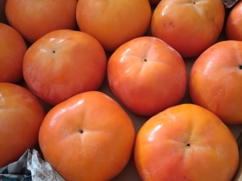 和歌山県産富有柿（家庭用）L.2Lサイズ14個〜16個　※贈答用には向きません