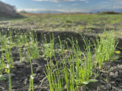 【自然栽培】旨み凝縮！徳島県産 農家の愛情たっぷり玉ねぎ(晩生)5kg