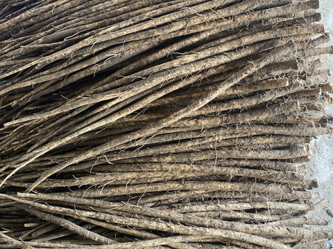 青森のおいし〜い　ごぼう　土付き　４kg