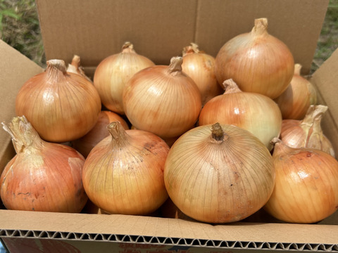 【淡路島産】淡路島玉ねぎ5kg M〜LLサイズ混合