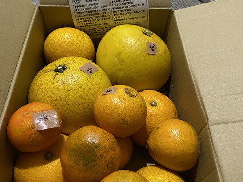最愛 柑橘食べ比べ5kg】晩白柚・はっさく・ネーブル・チャンドラ 果物
